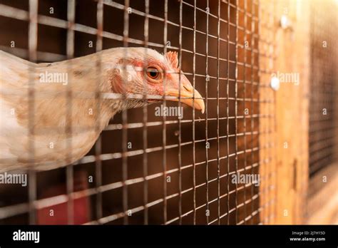Fighting Cock Breeder .